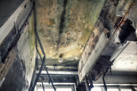 Best Mold Damage Restoration  in Cattaraugus, NY